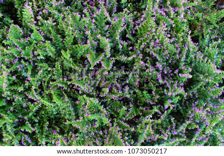 Top view of green grass with small purple flowers background texture