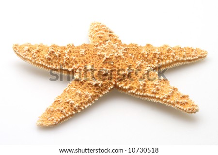 Starfish from oceans deep water on white background