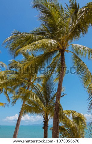 Palm trees against the blue sky