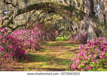 Lane of spring blooming azalea bushes under arched live oak trees draped with hanging Spanish moss at Magnolia Plantation in Charleston, South Carolina.