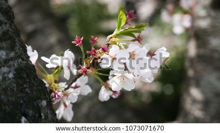 Sakura Flower Picture