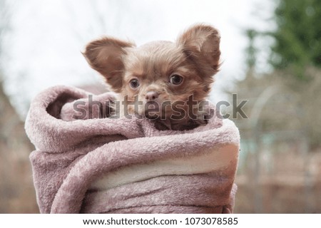 one Chihuahua puppy