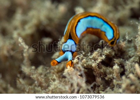 Thuridilla lineolata is a species of sea slug.  Picture was taken in the Banda sea, Ambon, West Papua, Indonesia