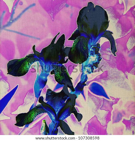 art grunge floral vintage background with blue and black irises on pink, fuchsia and beige basis
