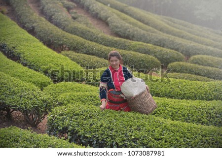 Tribal harvesting tea leaves in tea plantation 
