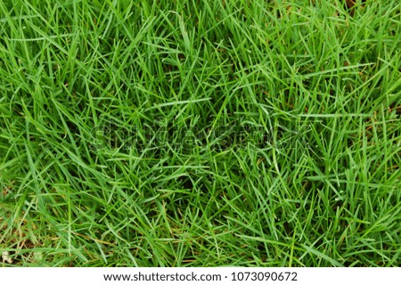 Meadow green grass