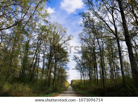 Long forest road leading to nowhere on a beautiful sunny day, nature wallpaper