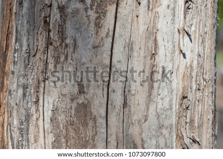 Beetle-eaten surface of old wood
