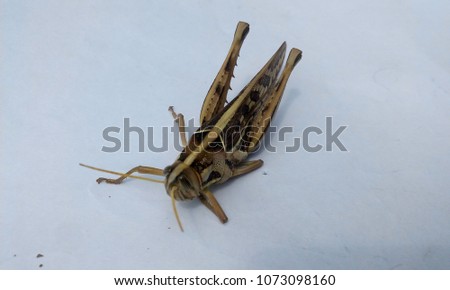 A beautiful grasshopper pictures 