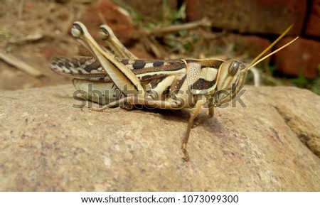 Beautiful grasshopper pictures 