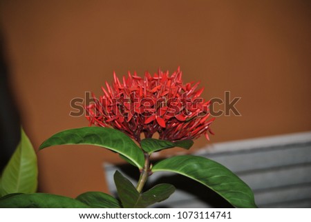 ixoria coccinea flower (chinensis lam)
