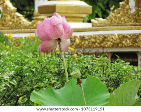 Pink lotus in the sink planted around the temple wall, Lotus is a symbol of Buddhism.