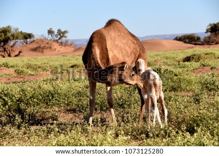 Camel mother and new born baby connecting at Sahara desert