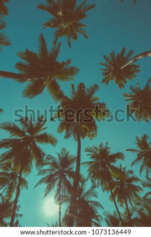 Vintage toned palm trees silhouettes at sunny day