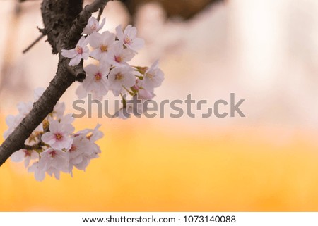 very beautiful japan sakura cherry blossom flower in spring season,space for text