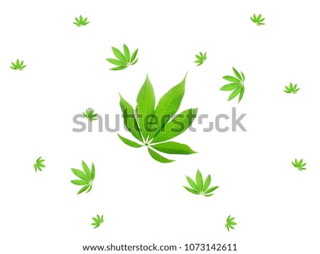 Floating Green leaves with a white background.