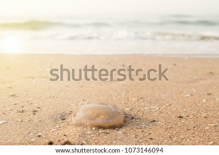  Close up view of jellyfish dead on the beach. Morning sunlight with copy space of the sea background.