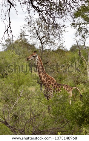 Giraffe in Kruger National Park, South Africa, Safari