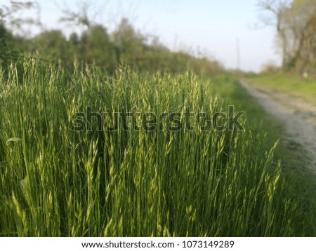 Cat Grass Catnip White Rural Street in background