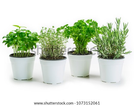 Photo of basil, thyme, parsley and rosemary in white pots over a white background.
 Royalty-Free Stock Photo #1073152061