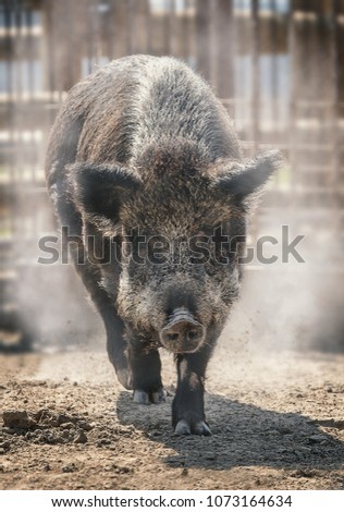 Boar running on the sand in sunny daytime