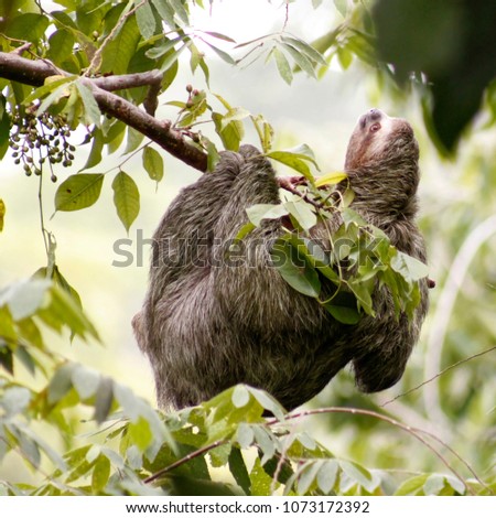 Costa Rican 3-toed sloth in Manuel Antonio park