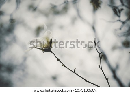 A flower of a white magnolia.