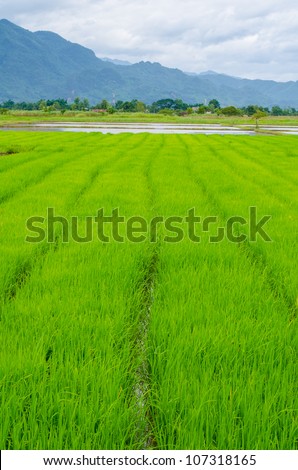 Rice paddy field whit blue sky