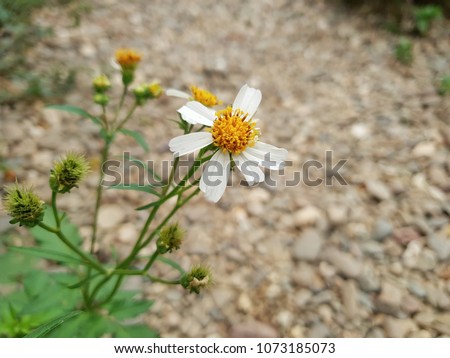 Beggar's Tick flower  growing in northern Thailand.
Against the blur background of rock