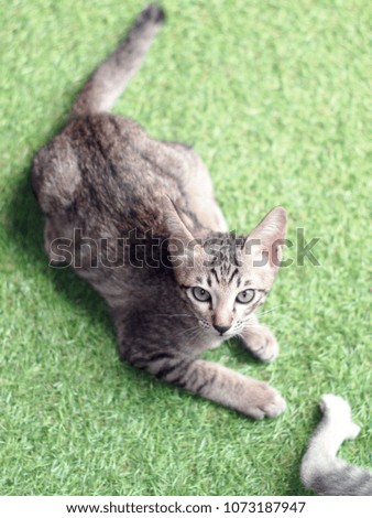 cute short hair young asian kitten grey and white stripes home cat relaxing lazy on house floor making innocent face portrait shot selective focus blur background