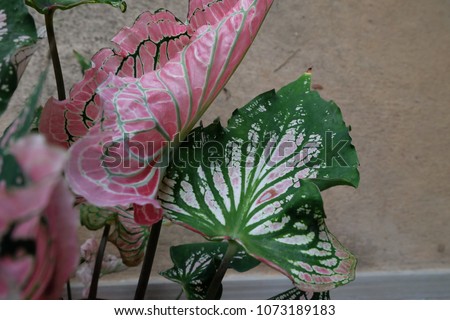 Green leaf texture. red leaf texture. Leaf texture background