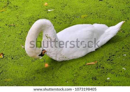 White duck swimming