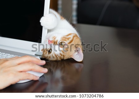 Cute brown & white cat Royalty-Free Stock Photo #1073204786