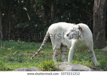 White tiger walking on a rock