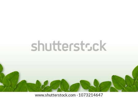 Bergamot leaf for footer background on white and green BG isolated with shadow Royalty-Free Stock Photo #1073214647