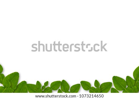 Bergamot leaf for footer background on white and green BG isolated with shadow Royalty-Free Stock Photo #1073214650