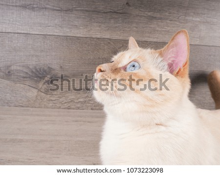 the muzzle is white with a red cat close up, wood background