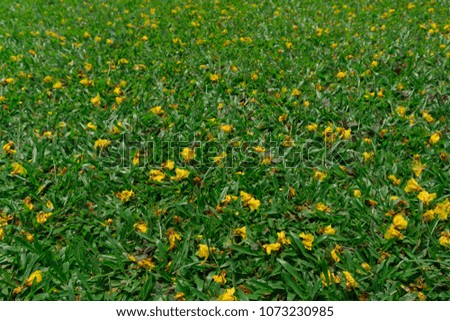Grass and yellow flowers