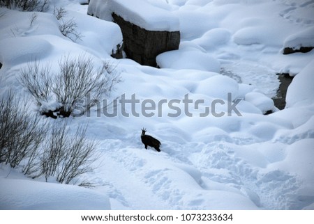 Goat in the Northern Italian snowy mountains Cogne Lillaz
