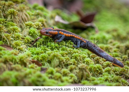 Small salamander that lives on land and in water. Only one species found in Thailand.