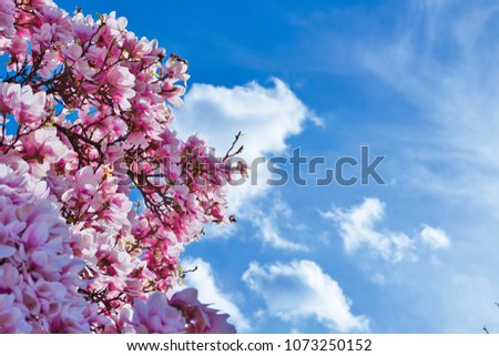 spring flowers blue sky blooming in trees   summer flower fresh morning look blue sky in background
