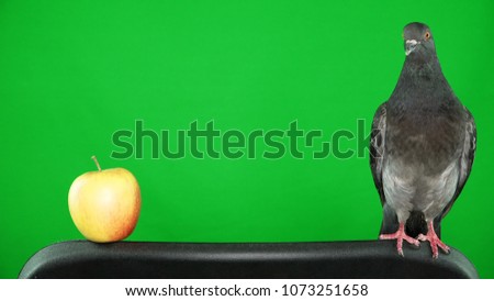 Dove on the green screen with apple