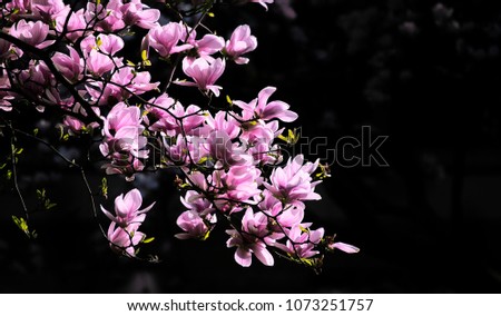 spring summer flowers pink blossoms in trees in black background 