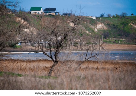 A tree growing among dry grass with a lake on the background and a hill with houses