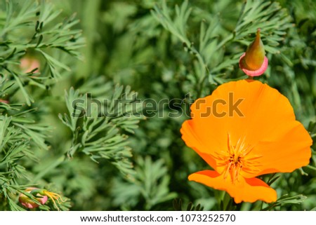 Eschscholzia californica (California Poppy, Cup of Gold, Golden Poppy) ; An orange curly petals, stacked together as a cup. long flower stalk. Upward facing. Wavy leaves, deep concave edge, branched.