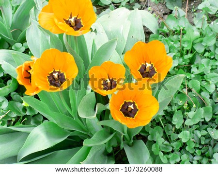 Beautiful image Tulips in the garden for wallpaper, album, poster, booklet. Digital art photo work for creative graphic design.

