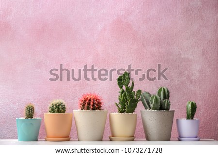Beautiful cacti on color background