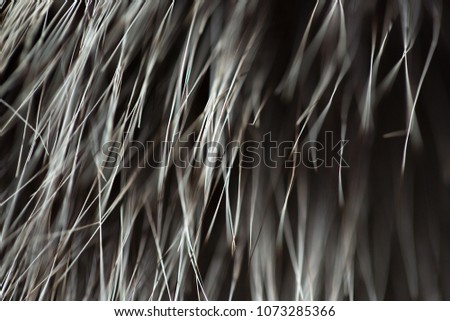 Wool Dark Black Fur Brown and Gray Texture