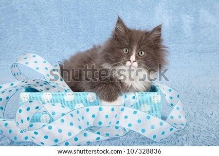 Moggie kitten sitting in blue polka dot gift box with ribbon on blue background