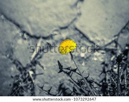 Yellow dandelion grows against the backdrop of masonry in the corner
